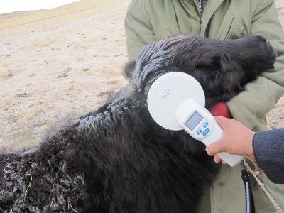 20121126211856216.jpg 芯片植入后通过手持机扫描芯片